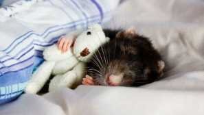 Jak pochopit, že krysa umírá a co dělat po smrti mazlíčka